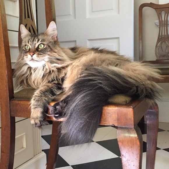 Meet your Posher, Melinda - Picture 5 of 5